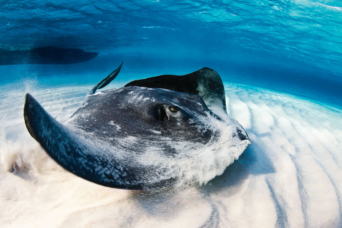 Stingray City, Cayman Islands 