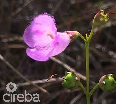 AGALINIS ESTATES - GATED COMMUNITY ON SEAVIEW ROAD - DUPLEX LOT 6