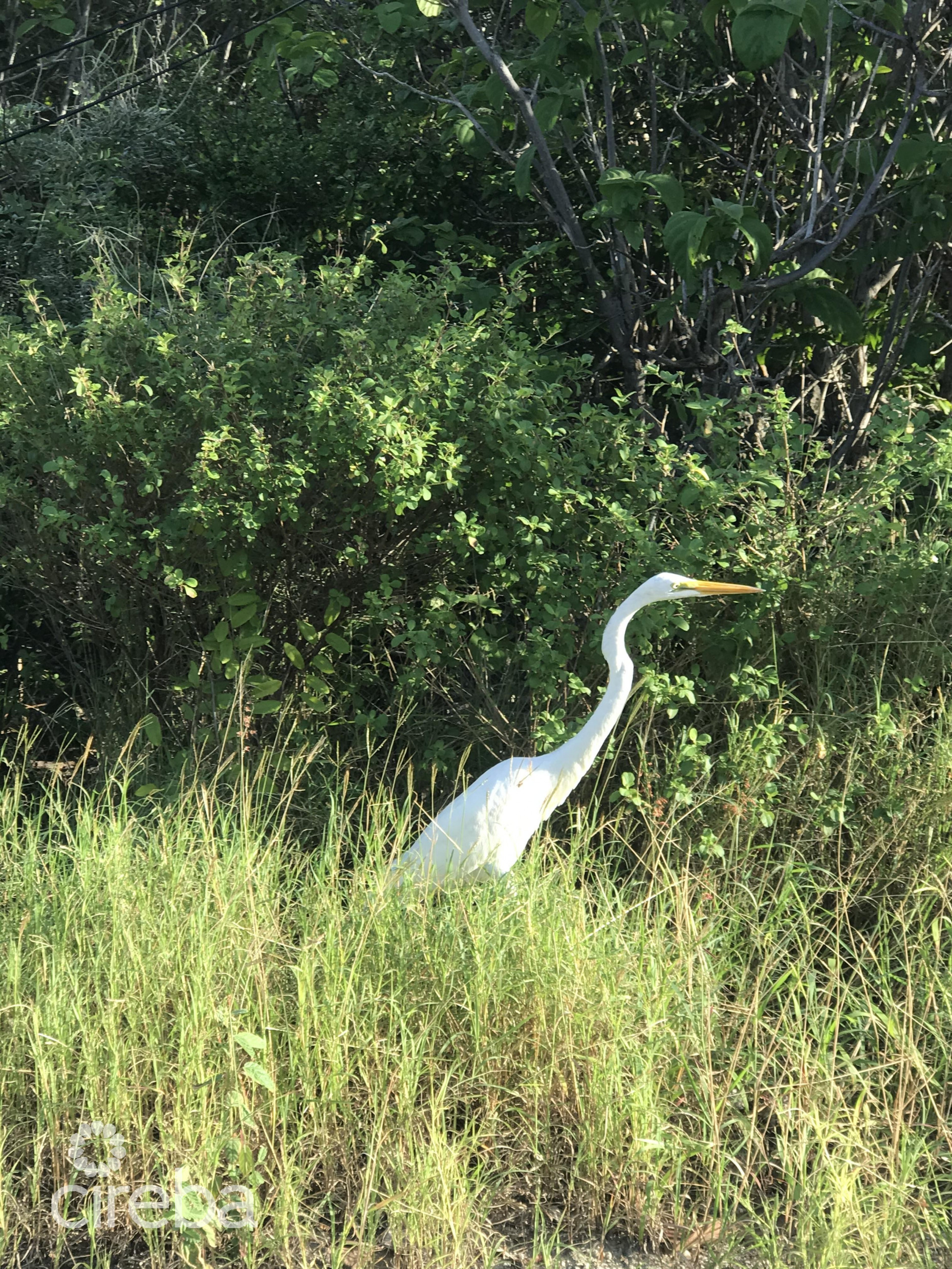 LITTLE CAYMAN LOT NEAR POINT OF SANDS