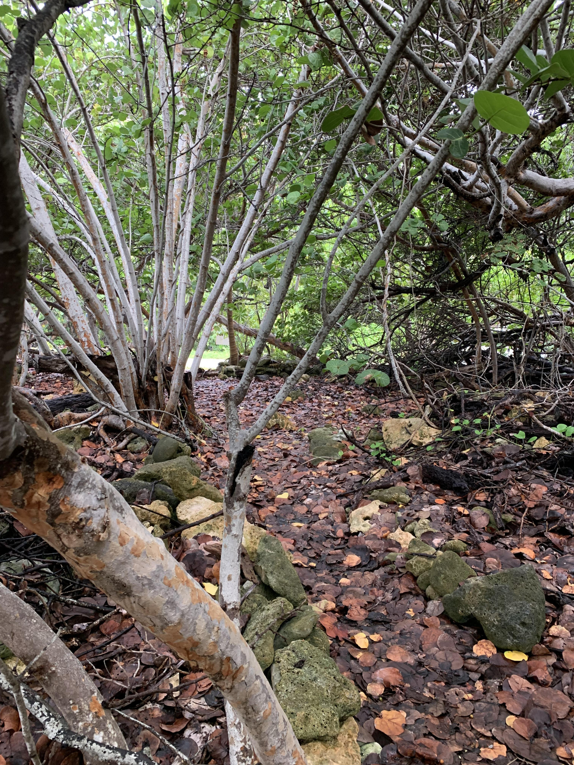 SOON COME - SOUTH SIDE EAST OCEAN FRONT LAND