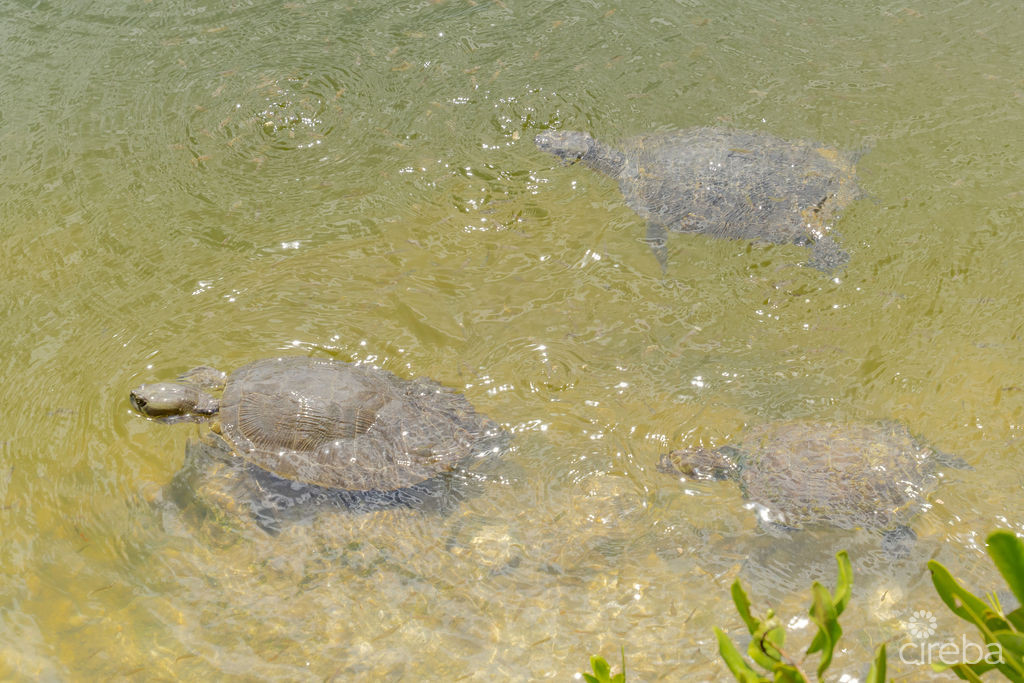 COCONUT VILLAGE - REDUCED - 3BEDS LAKEFRONT HOME