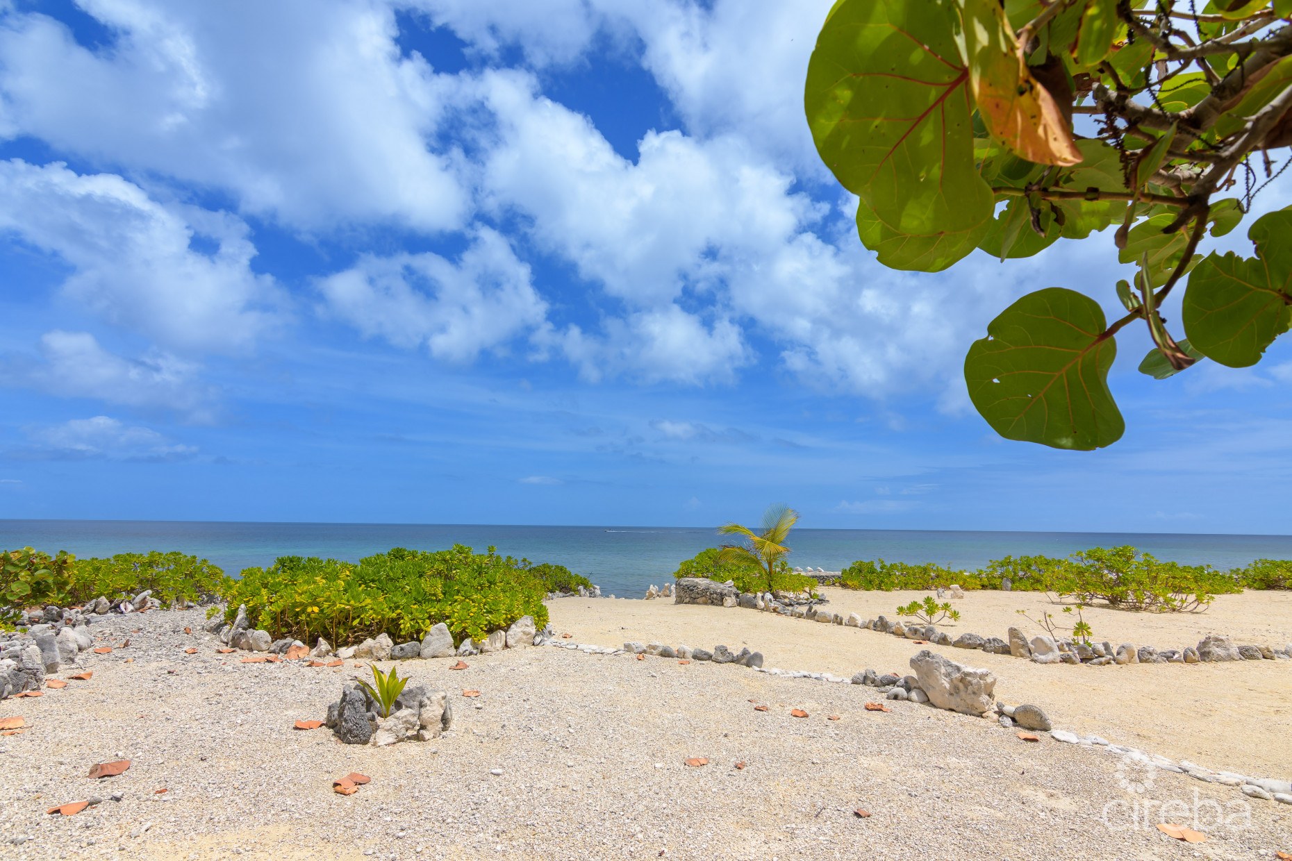 PALM BREEZES