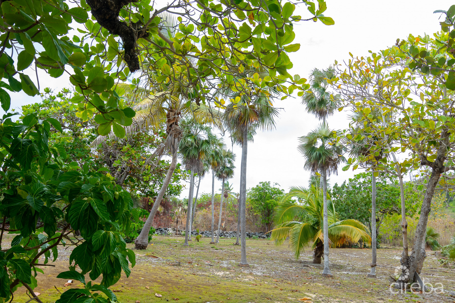 HISTORIC HOME - 3 ACRES OCEAN FRONT
